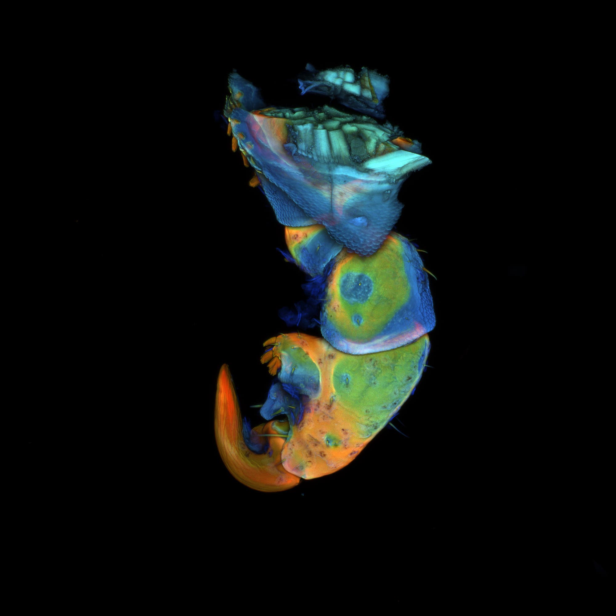 Nahaufnahme eines fluoreszierenden Insektenbeins unter einem Mikroskop, das in leuchtenden Blau-, Grün- und Orangetönen schimmert. Die detaillierte Struktur zeigt feine Härchen und Gelenke auf schwarzem Hintergrund.
