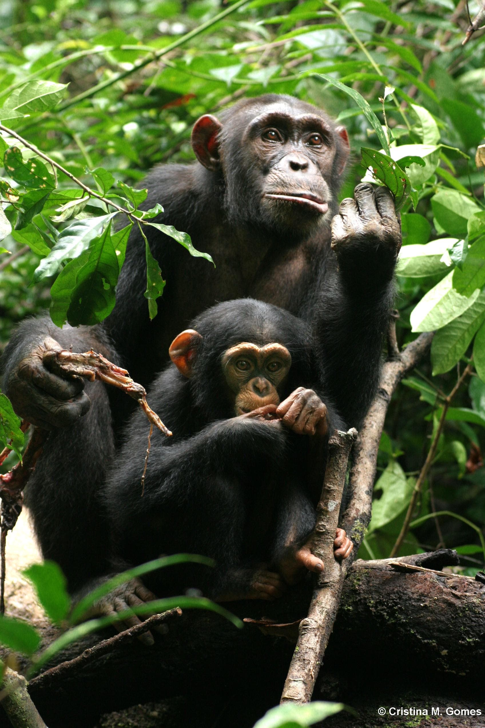 Zufriedenes Affenweibchen Kinshasa 