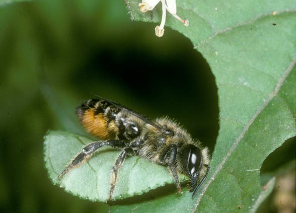 <i>Megachile alpicola</i>, eine Blattschneiderbiene