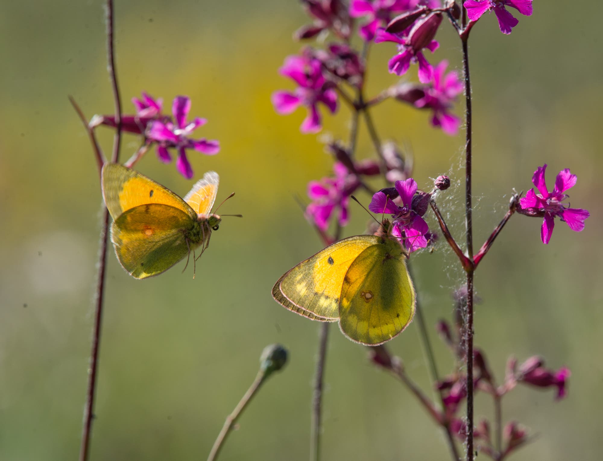 Orangeroter Heufalter an Blüten