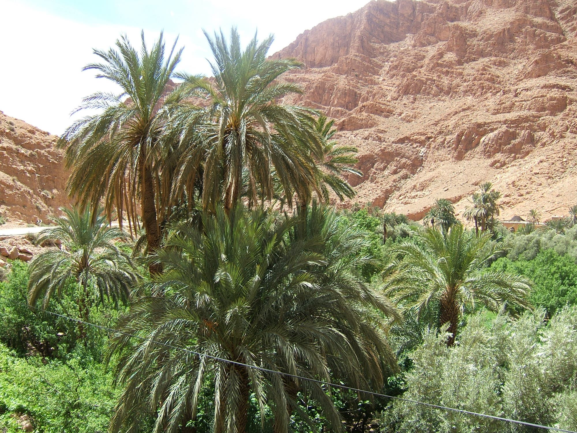 Palmengarten in Marokko