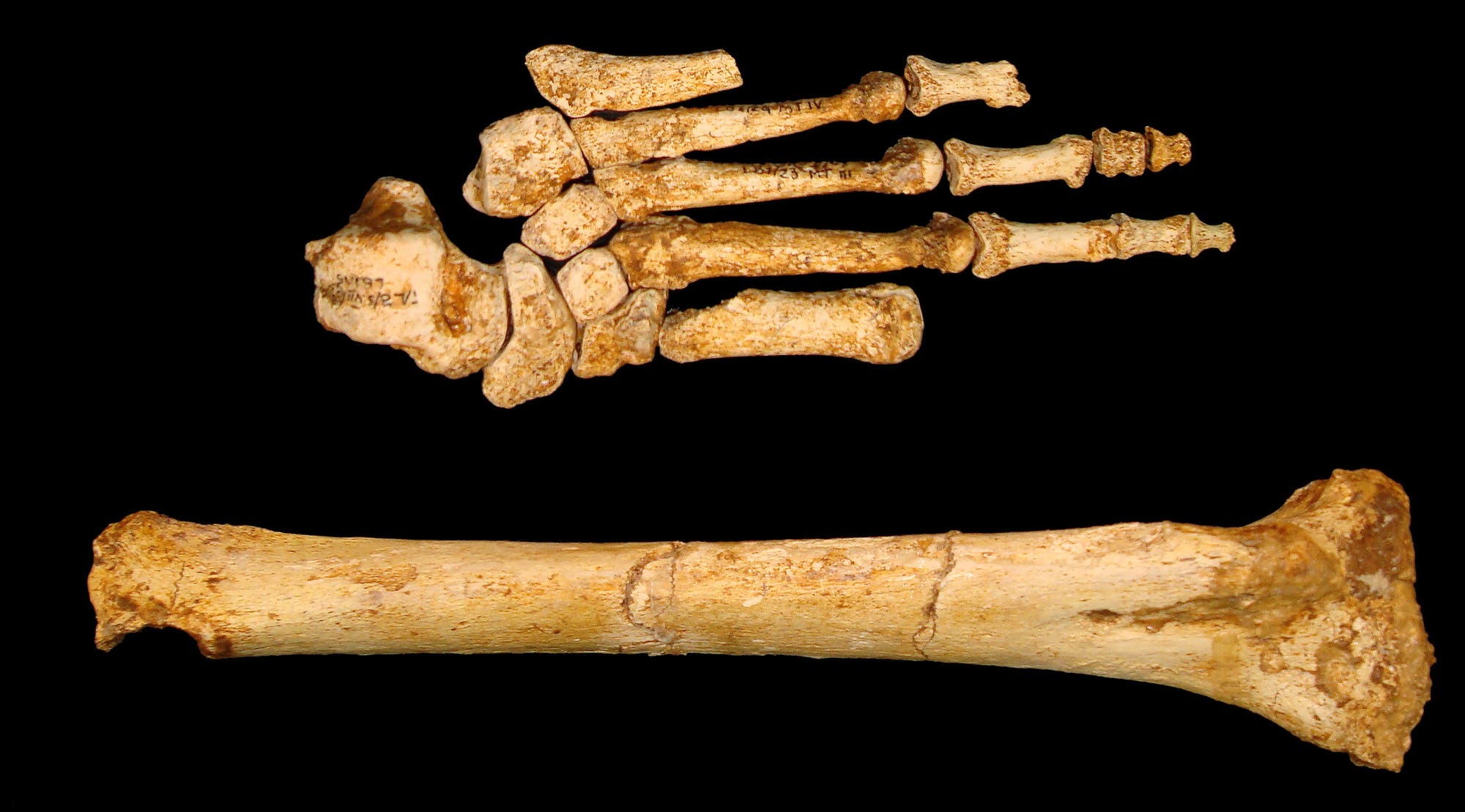 Fuß und Schienbein von Homo floresiensis