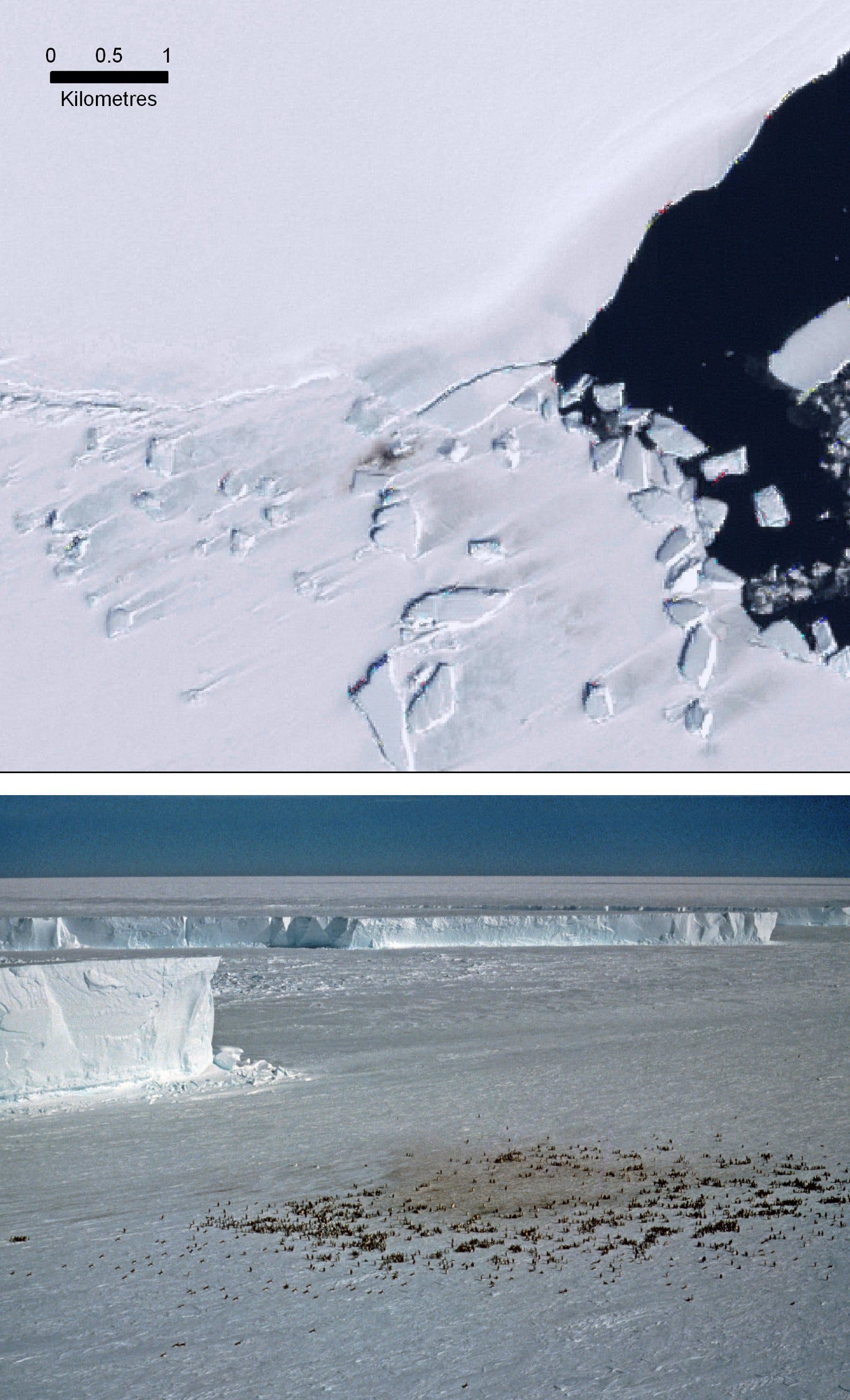 Verräterische Spuren: Pinguinkot auf dem Eis