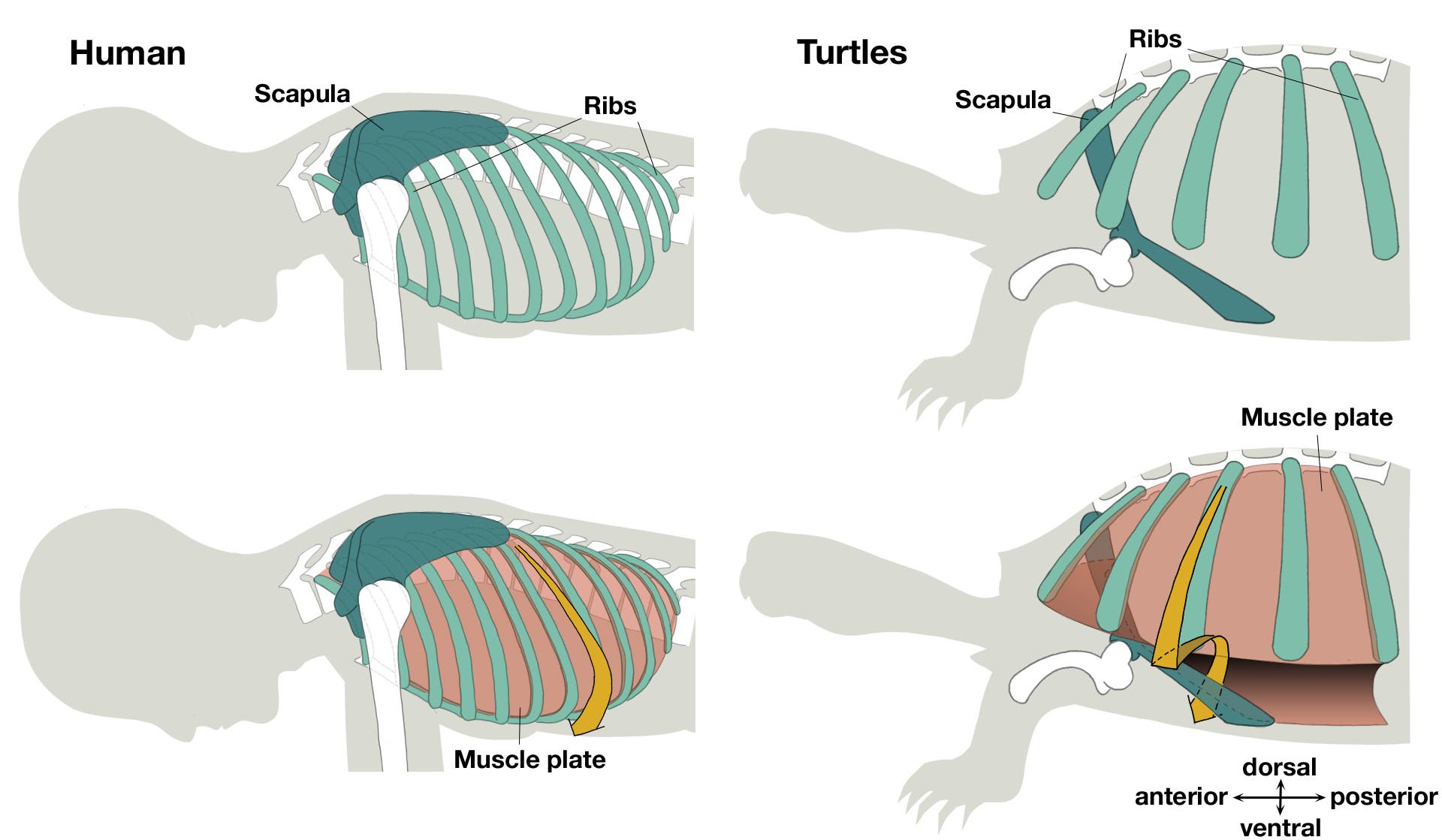 Muskeln und Skelett von Menschen und Schildkröten