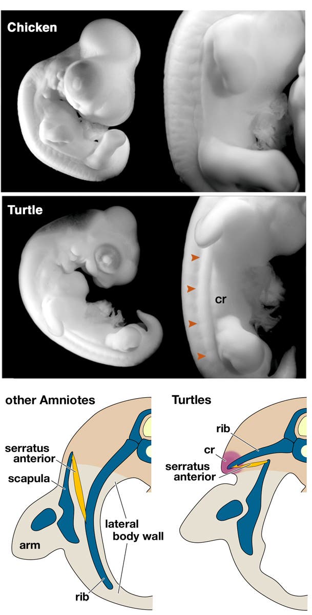 Embryonen im Vergleich