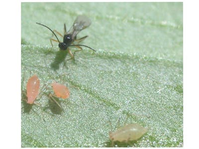 Schlupfwespe attackiert Blattläuse