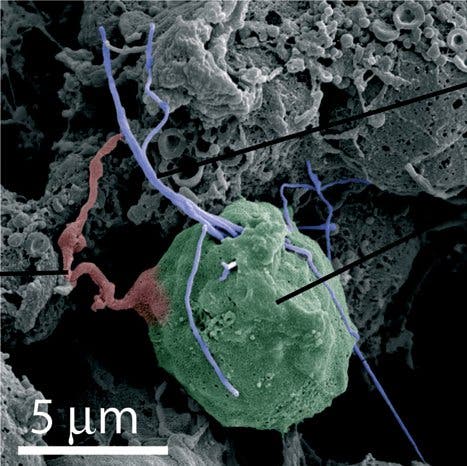 Neuron mit Axon und Zilie eines Grüneberg-Ganglions