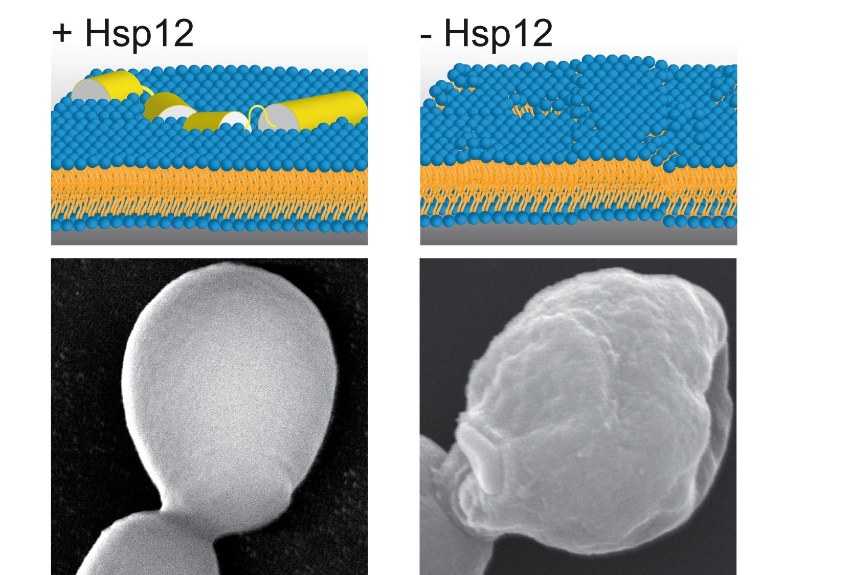 HSP12 schützt Membranen bei Stress