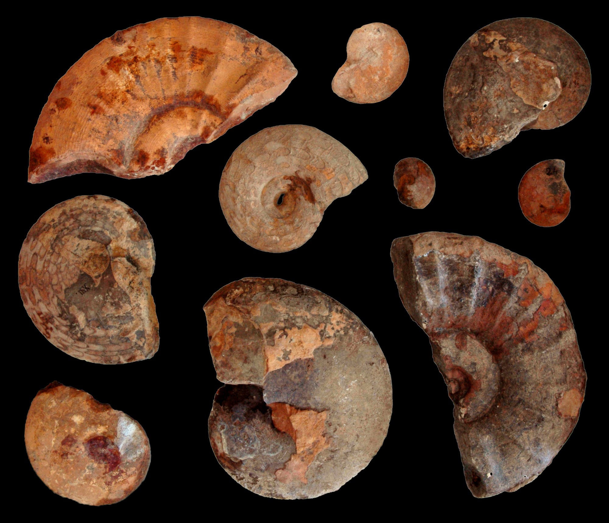 Ceratiten-Ammoniten in der frühen Trias