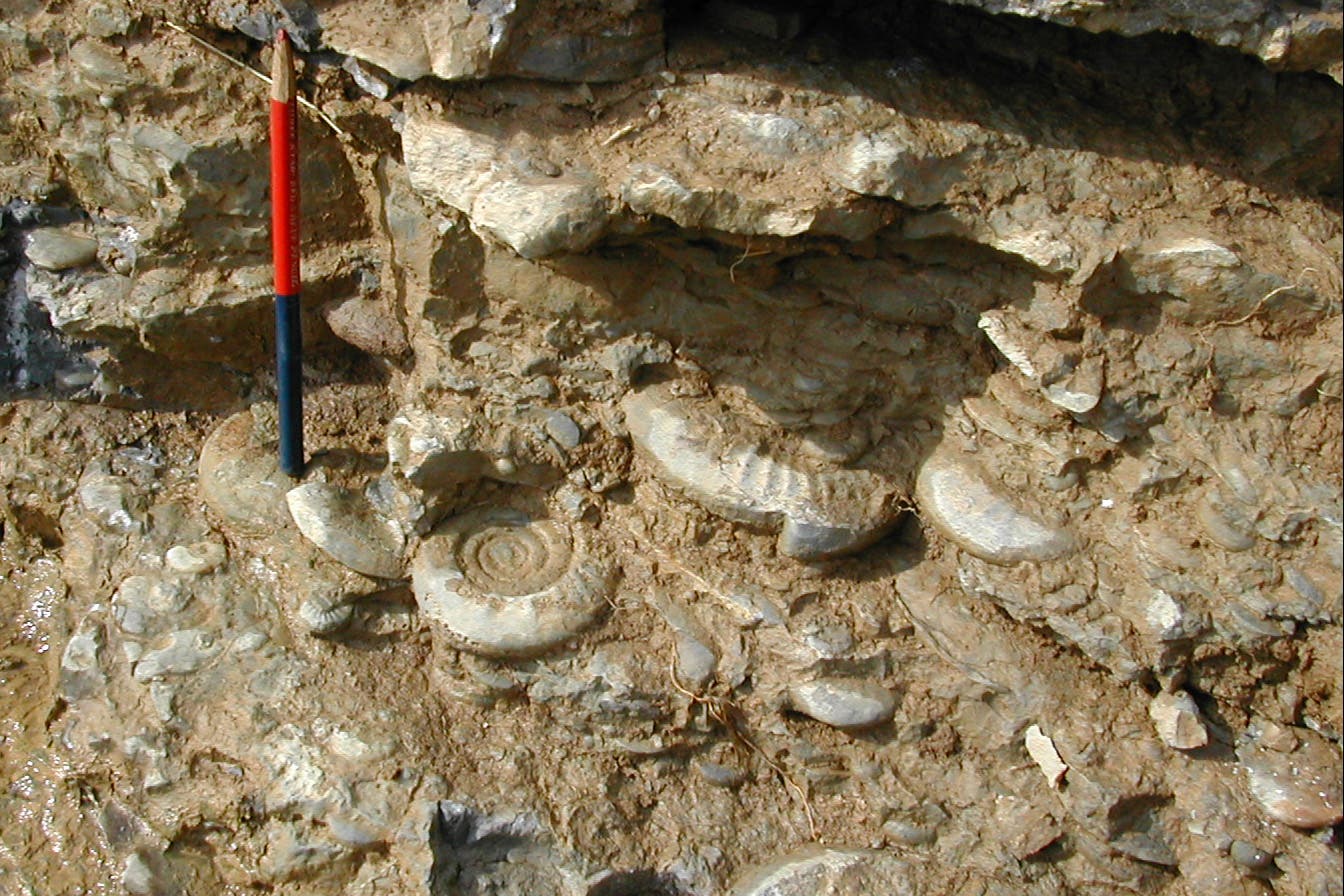 Ammoniten im Sediment