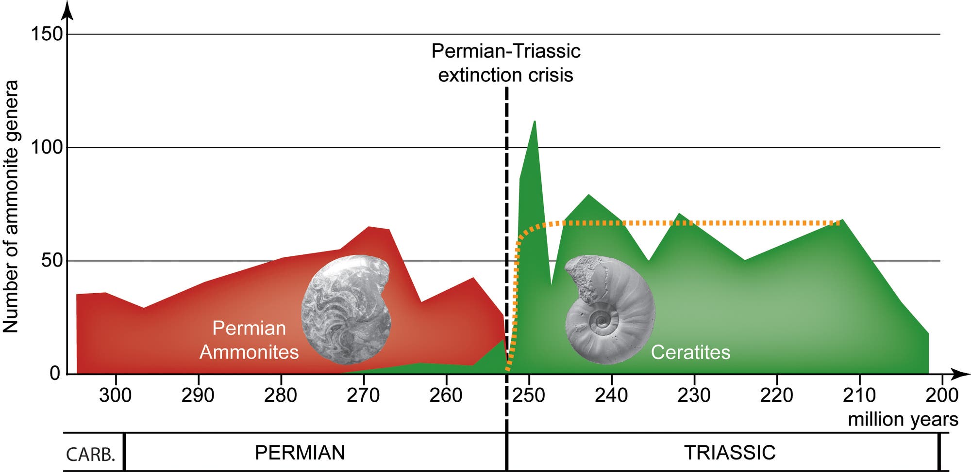 Wechselhafte Erfolgsgeschichte: Spezies der Ammoniten