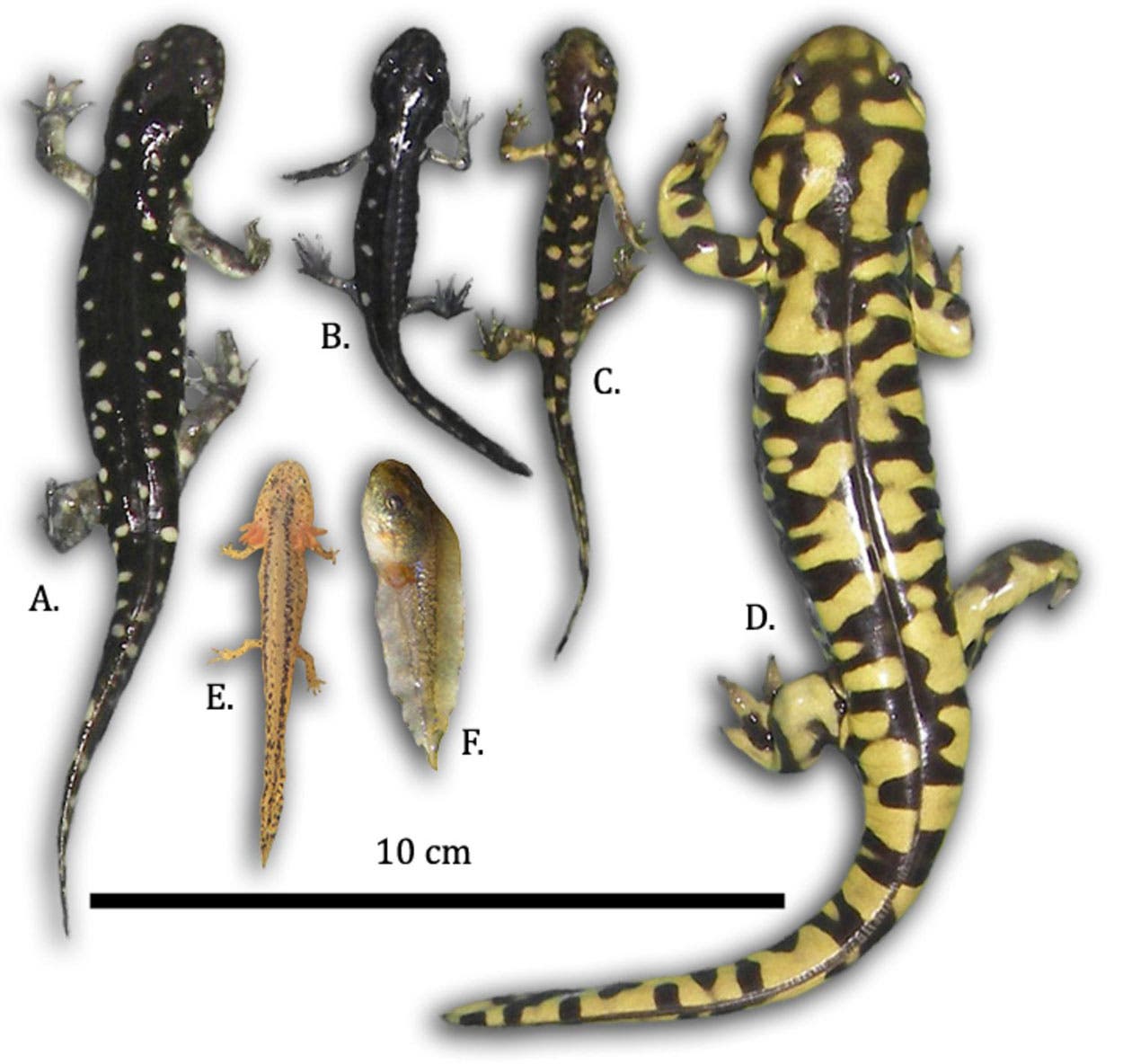 Hybride Salamander