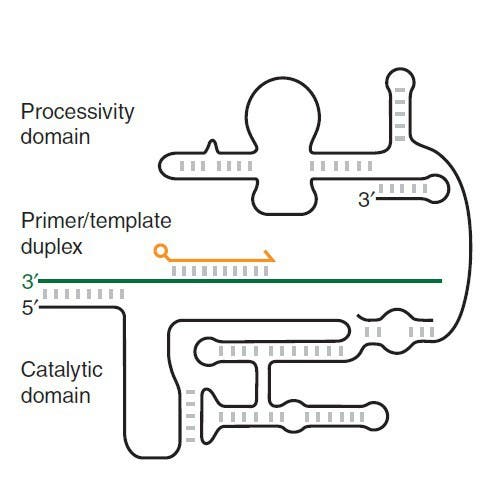 Schematische Darstellung eines Polymerase-Ribozyms