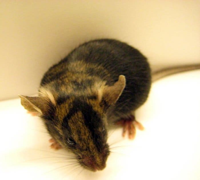Maus mit implantierten iPS-Zellen