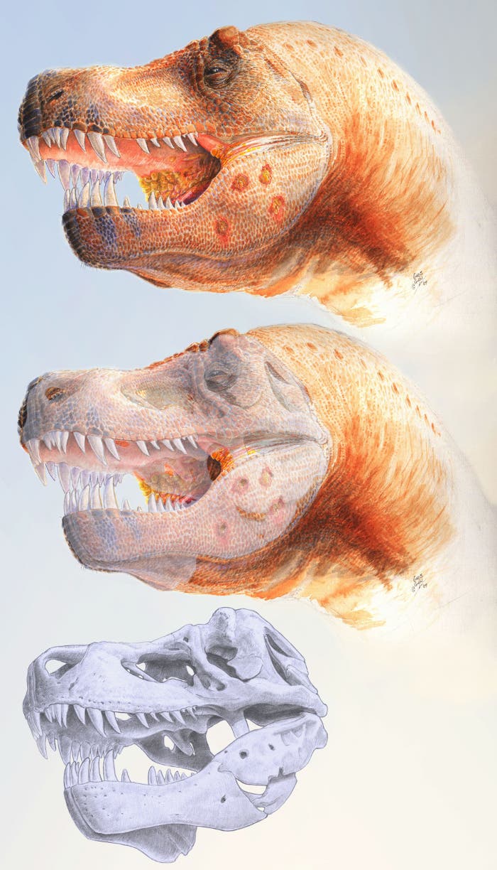 Infizierter <i>T. rex</i>