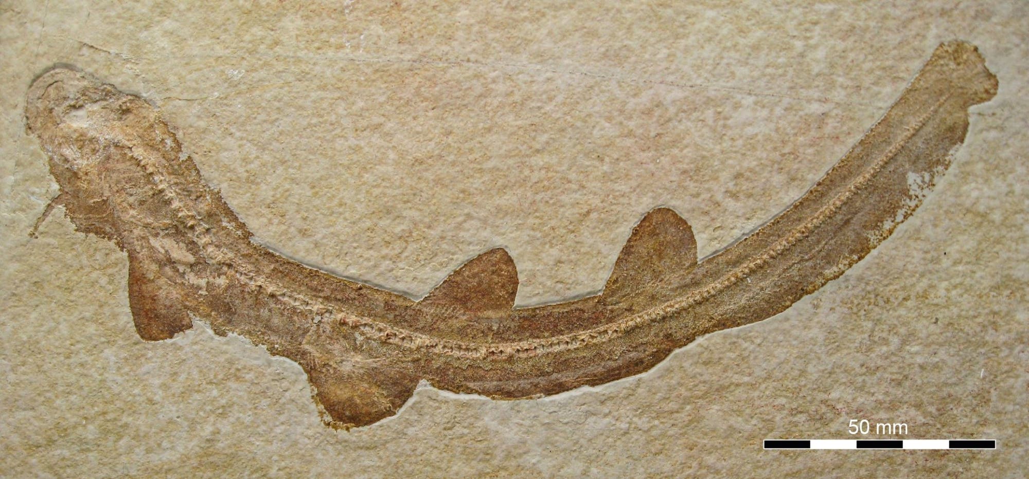 Fossil eines urzeitlichen Fisches, in einem hellen Gestein eingebettet. Der Fisch ist seitlich dargestellt, mit sichtbaren Flossen und einer geschwungenen K&ouml;rperform. Eine Ma&szlig;stabsleiste in der unteren rechten Ecke zeigt 50 mm an.
