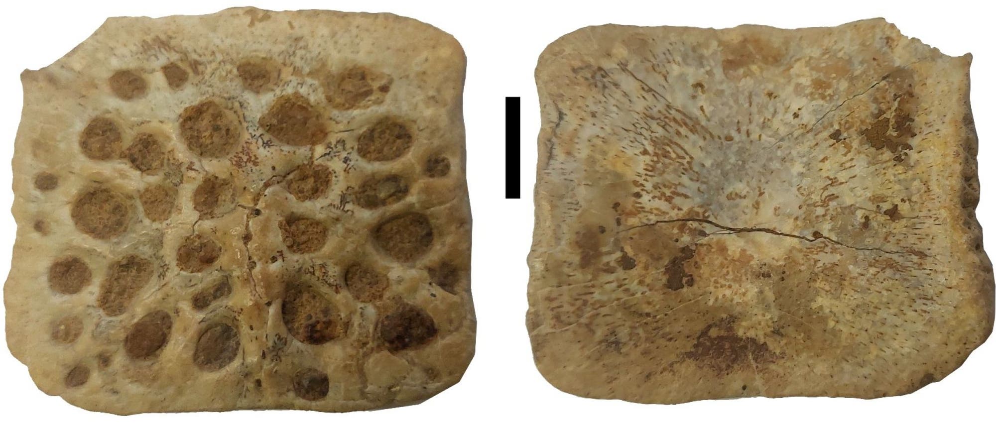 Zwei fossile Knochenstücke nebeneinander. Das linke Stück zeigt eine poröse, wabenartige Struktur mit mehreren runden Vertiefungen. Das rechte Stück hat eine glattere Oberfläche mit feinen Rissen und Verfärbungen. Beide Stücke sind beige bis bräunlich gefärbt und scheinen gealtert zu sein. Ein schwarzer vertikaler Strich trennt die beiden Stücke.