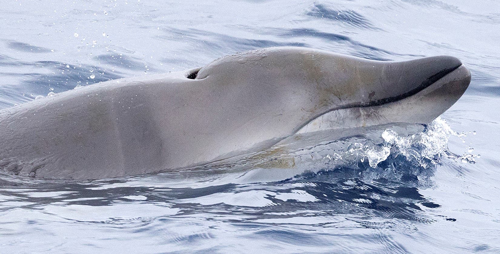 Ein Wal schwimmt an der Wasseroberfläche. Der Kopf des Wals ist sichtbar, während er durch das Wasser gleitet. Die Oberfläche des Wassers ist leicht bewegt und reflektiert das Licht.