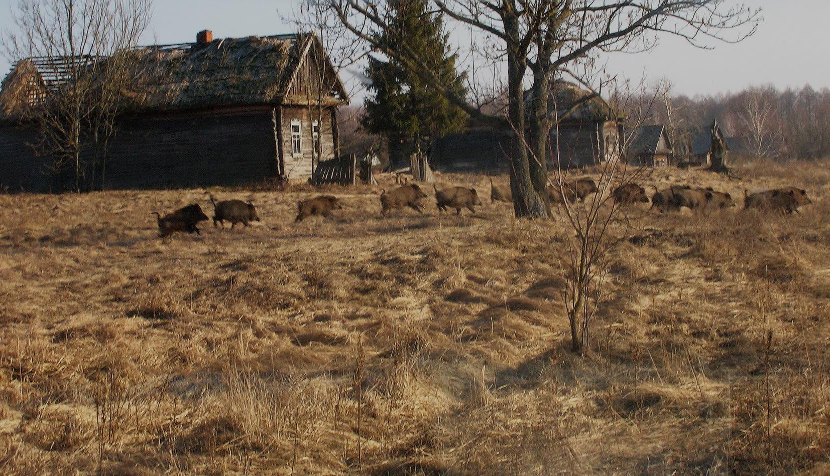 Eine Rotte Wildschweine läuft über brach gefallenes Land in der Nähe von Tschernobyl.