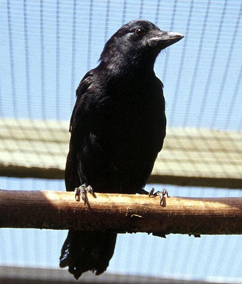 <i>Corvus moneduloides</i>
