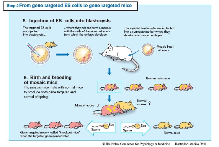 Gene Targeting: Von der Stammzelle zur Knockout-Maus