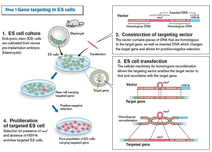 Homologe Rekombination in embryonalen Stammzellen