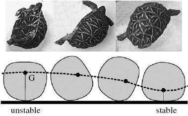 Runde Schildkröte