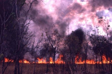 Savannenfeuer in Australien