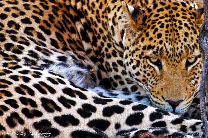 Leopardenmuster: Tarnt am besten im Wald