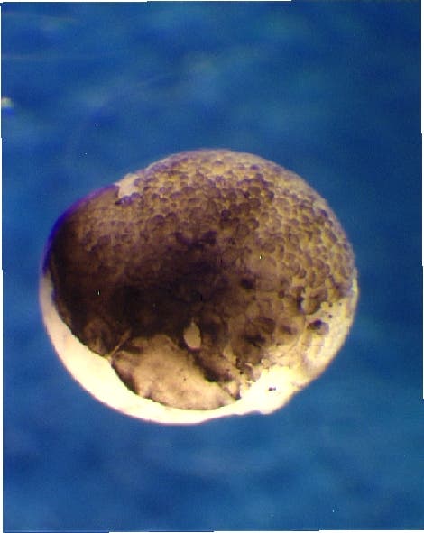 Geklonter Froschembryo