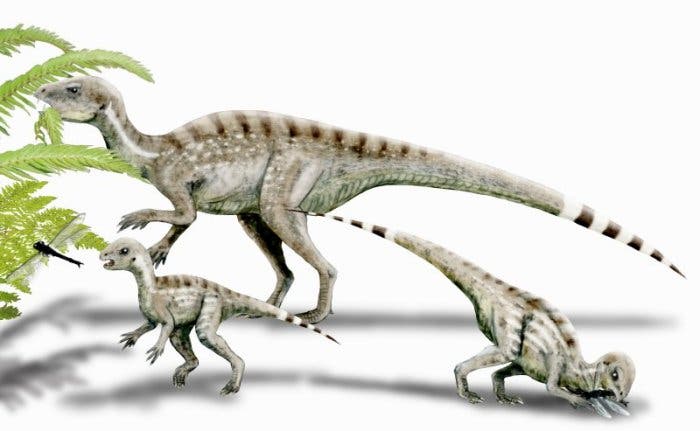 Junge und alte Heterodontosaurier