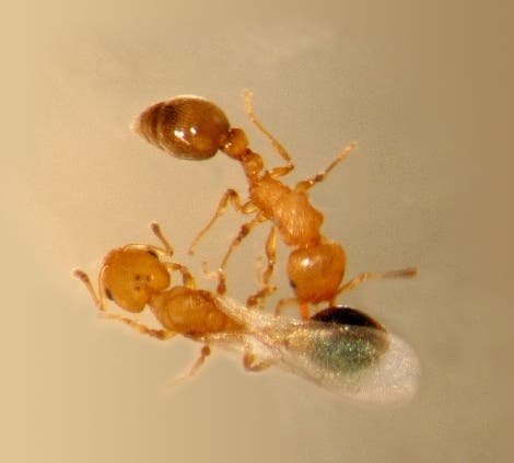Männchen und Königin der Ameisenart <i>Cardiocondyla obscurior</i> 