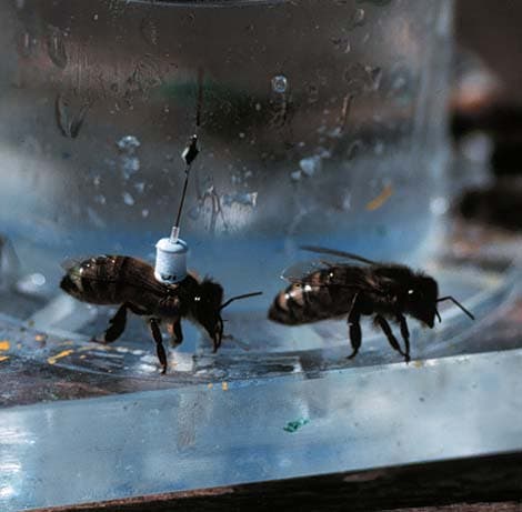 Biene mit Radar-Transponder