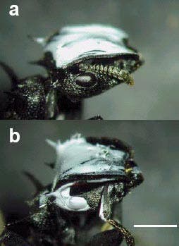 Manipulierte <i>Cephalotes-atratus</i>-Ameisen