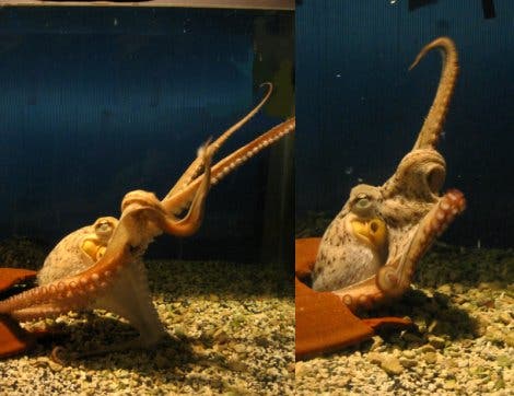 Greifender Octopus 