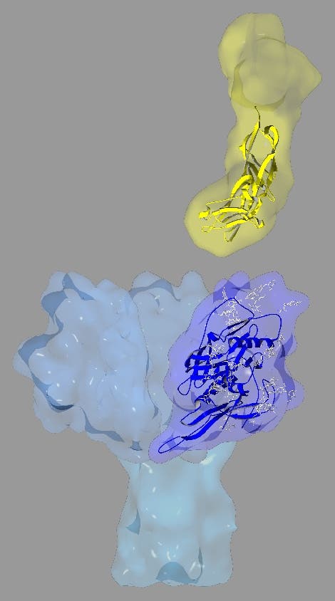 Modell des SIV-gp120-Proteins