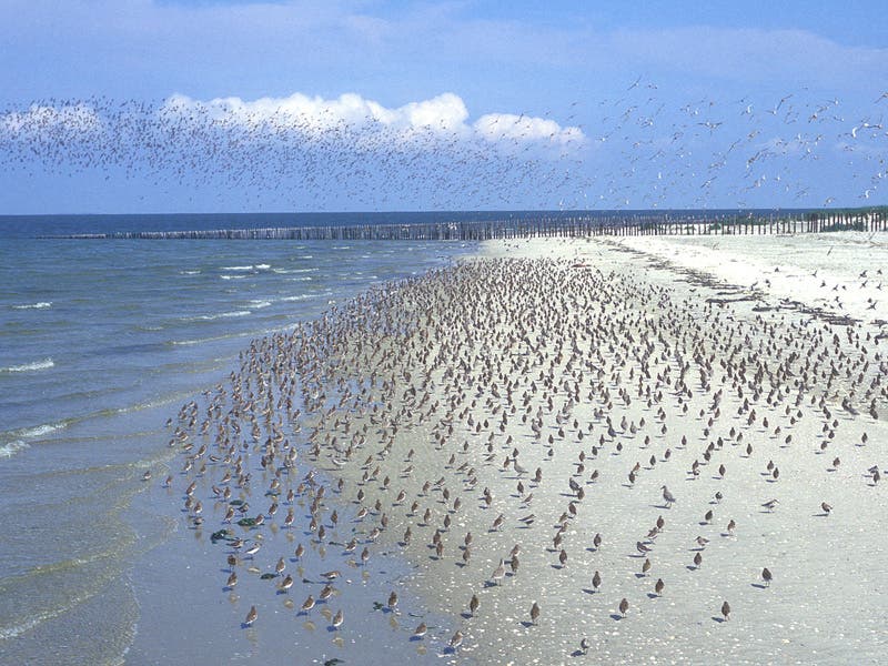 Vogelschwarm im Wattenmeer