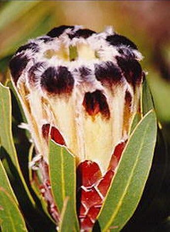 <i>Protea lepicarpodendron</i>