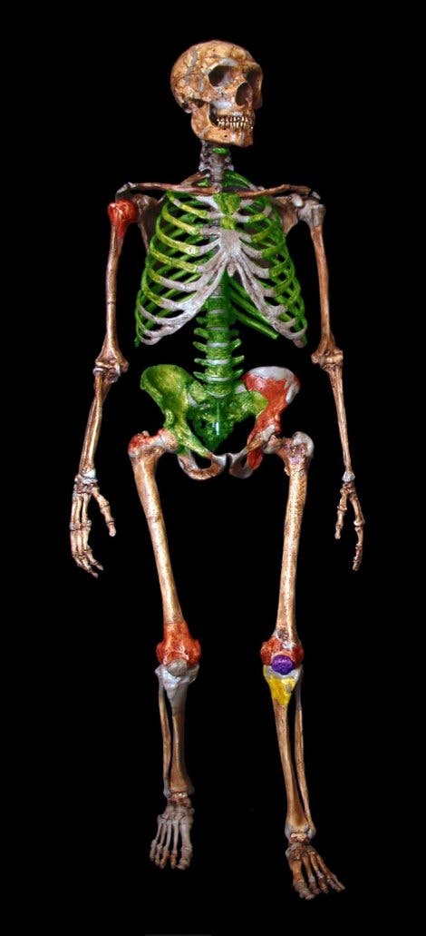 Rekonstruiertes Skelett