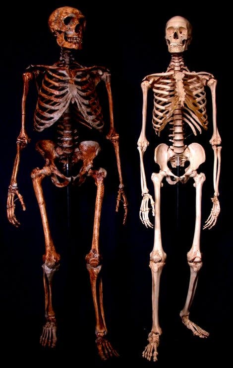 <i>Homo neanderthalensis</i> und <i>Homo sapiens</i>