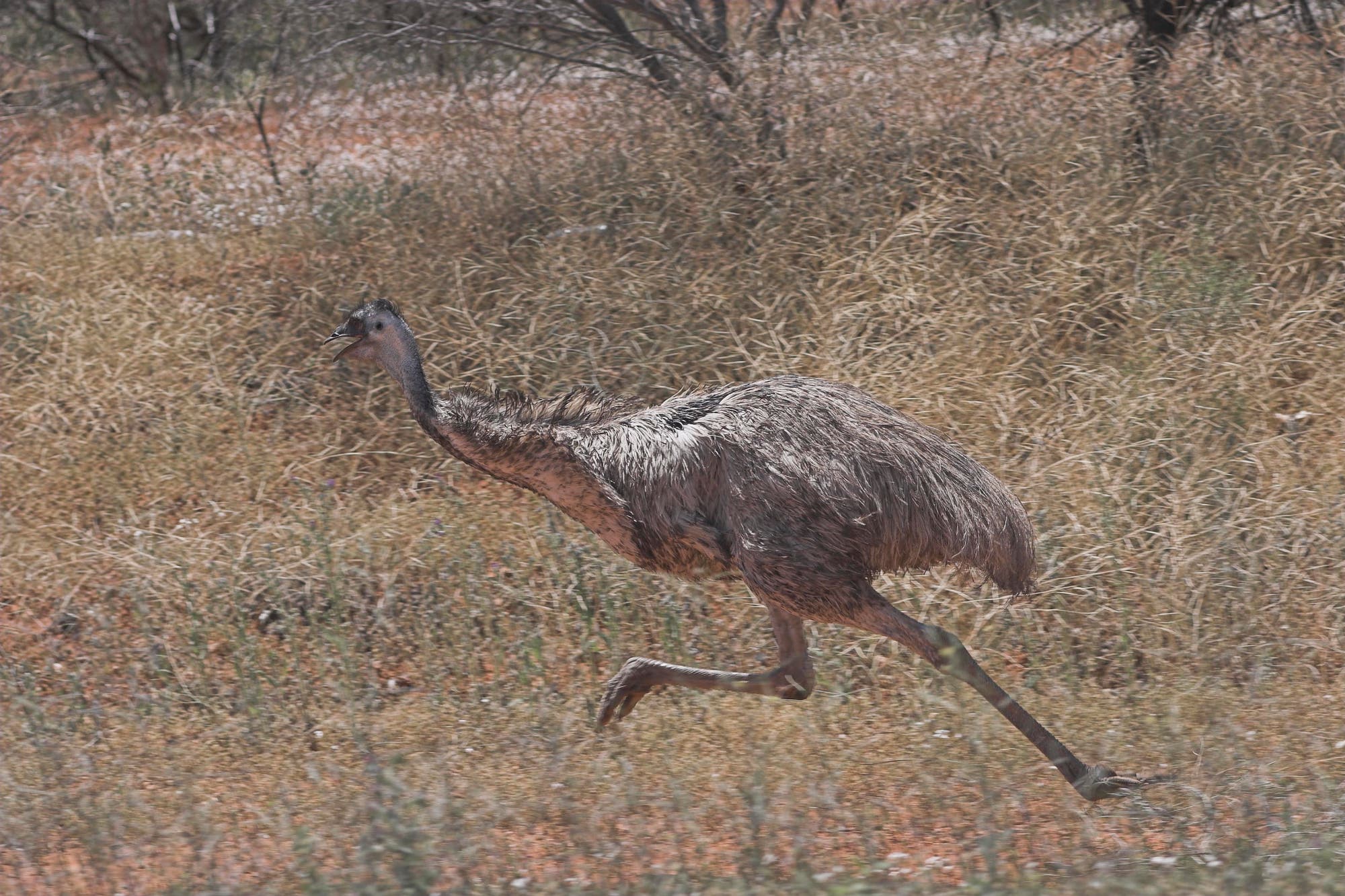 Ein Emu im Laufschritt.
