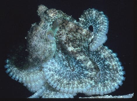 <i>Octopus aculeatus</i>