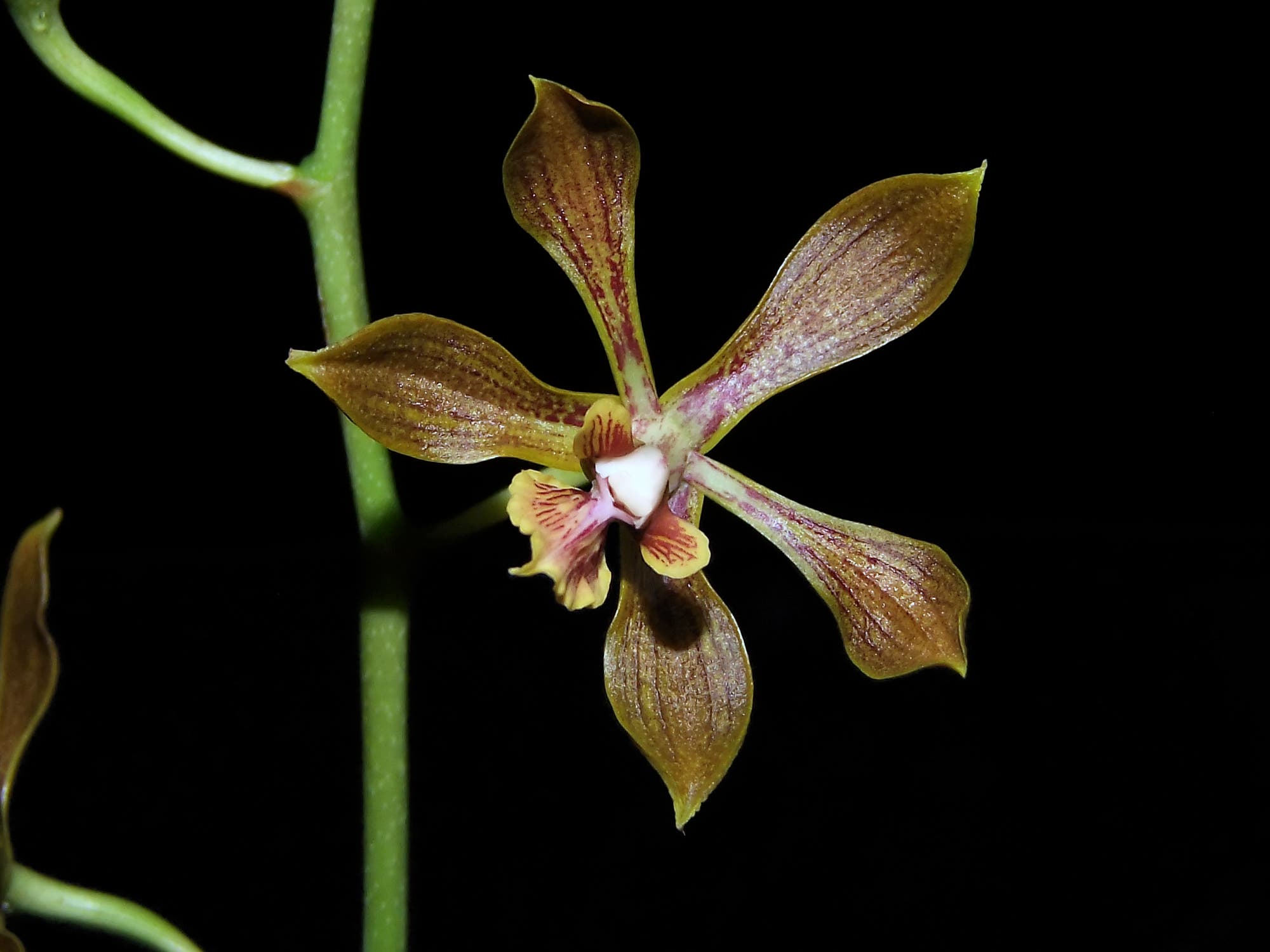 Neue Orchidee aus Oaxaca