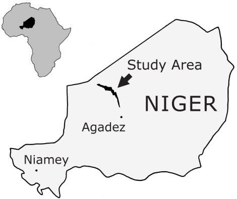 Fossilienfund im Niger
