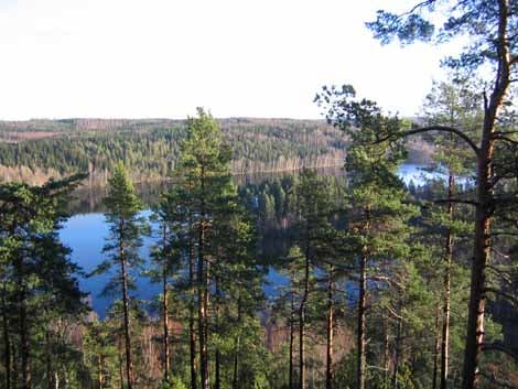 Urwald in Finnland