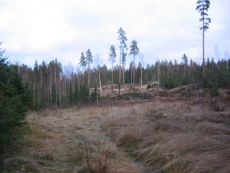 Waldregeneration nach Kahlschlag