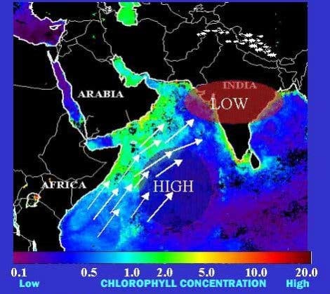 Planktonkonzentrationen im Arabischen Meer