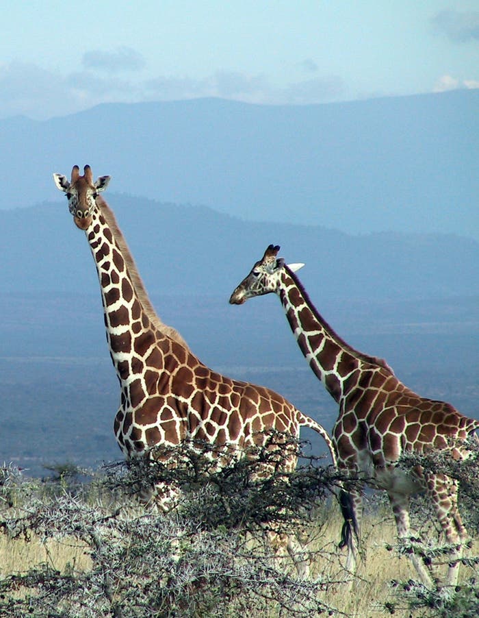 Giraffen und Akazien