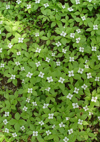 Blütenteppich von <i>Cornus canadensis</i>