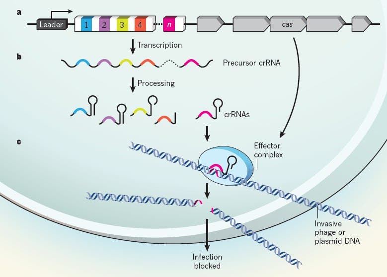 Bakterielle DNA-Abwehr